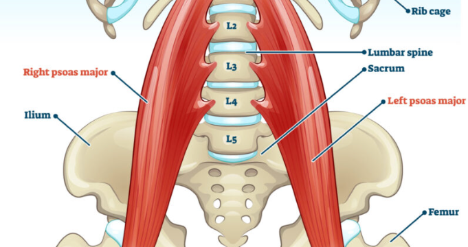 Psoas muscle and the Autonomic/Somatic Nervous System Connection