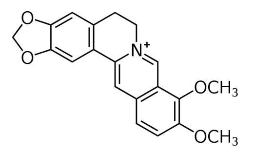 The Antifungal Effects of Berberine